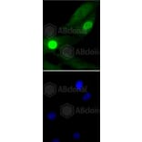 Immunofluorescence - Anti-Histone H1.3 (phospho T17) + Histone H1.4 (phospho T17) Antibody (AP0638) - Antibodies.com