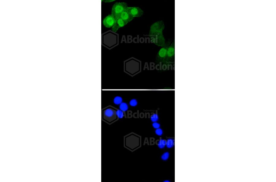 Immunofluorescence - Anti-Histone H1.3 (phospho T17) + Histone H1.4 (phospho T17) Antibody (AP0638) - Antibodies.com