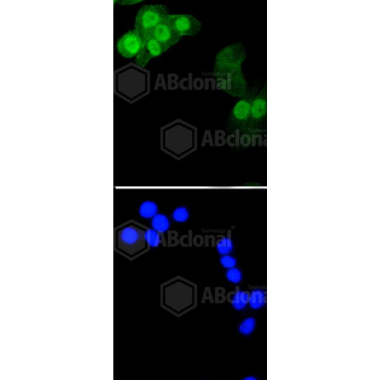 Immunofluorescence - Anti-Histone H1.3 (phospho T17) + Histone H1.4 (phospho T17) Antibody (AP0638) - Antibodies.com