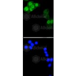 Immunofluorescence - Anti-Histone H1.3 (phospho T17) + Histone H1.4 (phospho T17) Antibody (AP0638) - Antibodies.com