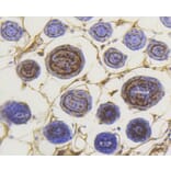 Immunohistochemistry - Anti-Smad3 (phospho S423 + S425) Antibody (AP0630) - Antibodies.com