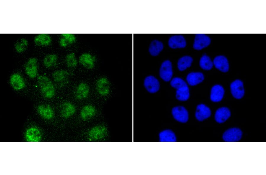 Immunofluorescence - Anti-Smad3 (phospho S423 + S425) Antibody (AP0630) - Antibodies.com