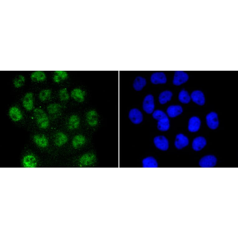Immunofluorescence - Anti-Smad3 (phospho S423 + S425) Antibody (AP0630) - Antibodies.com