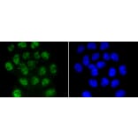 Immunofluorescence - Anti-Smad3 (phospho S423 + S425) Antibody (AP0630) - Antibodies.com