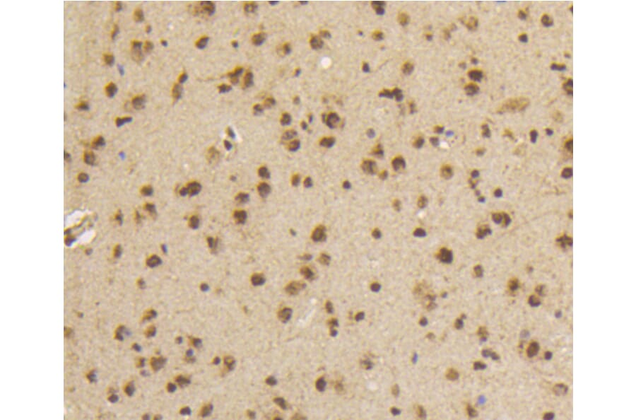 Immunohistochemistry - Anti-Smad5 (phospho S463 + S465) Antibody (AP0629) - Antibodies.com