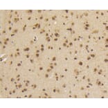 Immunohistochemistry - Anti-Smad5 (phospho S463 + S465) Antibody (AP0629) - Antibodies.com
