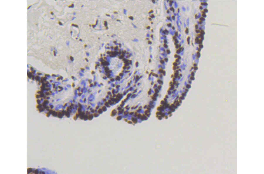 Immunohistochemistry - Anti-Smad5 (phospho S463 + S465) Antibody (AP0629) - Antibodies.com