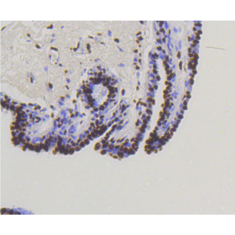 Immunohistochemistry - Anti-Smad5 (phospho S463 + S465) Antibody (AP0629) - Antibodies.com