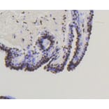Immunohistochemistry - Anti-Smad5 (phospho S463 + S465) Antibody (AP0629) - Antibodies.com
