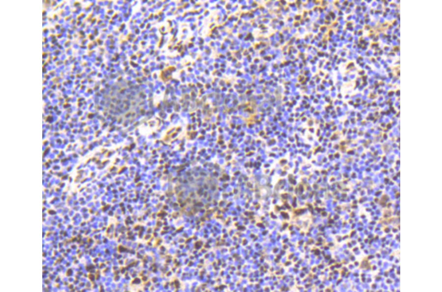 Immunohistochemistry - Anti-Smad5 (phospho S463 + S465) Antibody (AP0629) - Antibodies.com
