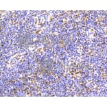 Immunohistochemistry - Anti-Smad5 (phospho S463 + S465) Antibody (AP0629) - Antibodies.com
