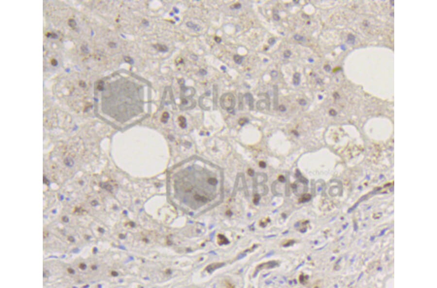 Immunohistochemistry - Anti-Smad5 (phospho S463 + S465) Antibody (AP0629) - Antibodies.com