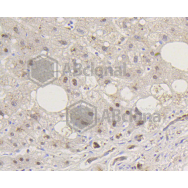 Immunohistochemistry - Anti-Smad5 (phospho S463 + S465) Antibody (AP0629) - Antibodies.com