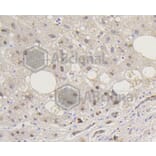 Immunohistochemistry - Anti-Smad5 (phospho S463 + S465) Antibody (AP0629) - Antibodies.com