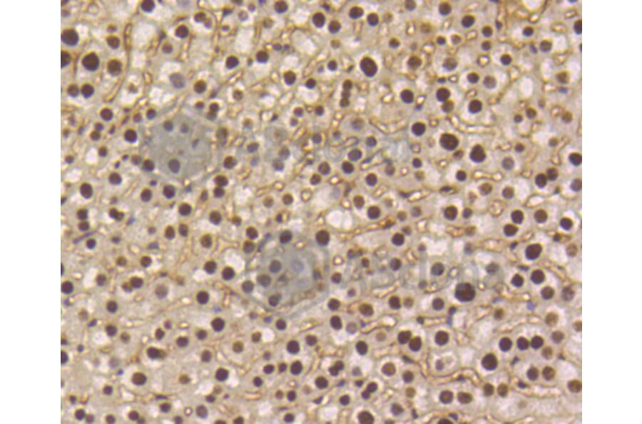 Immunohistochemistry - Anti-Smad5 (phospho S463 + S465) Antibody (AP0629) - Antibodies.com