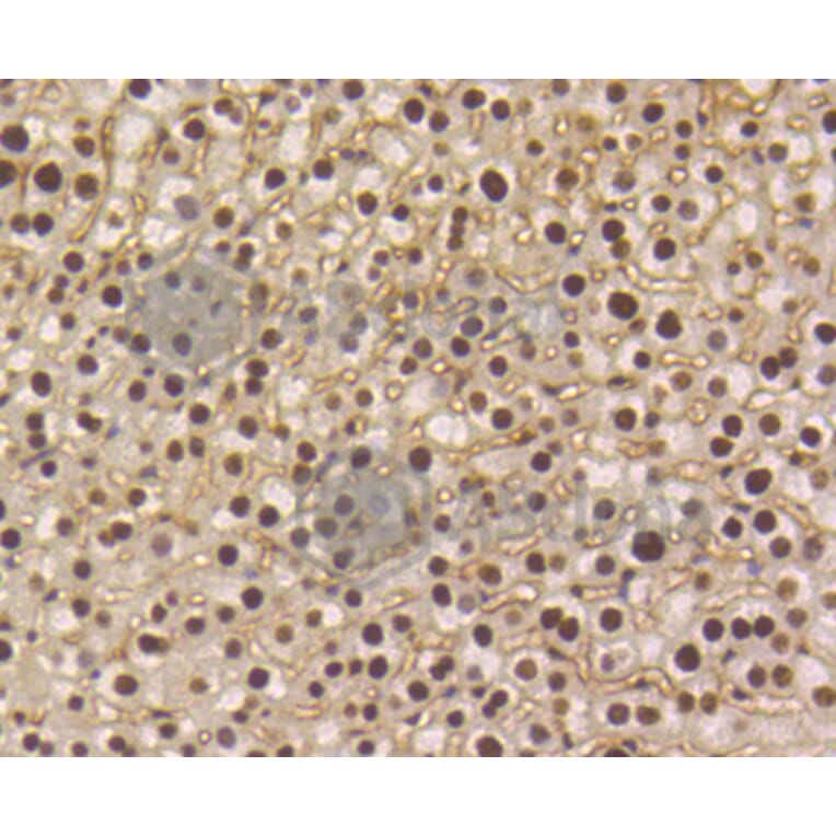 Immunohistochemistry - Anti-Smad5 (phospho S463 + S465) Antibody (AP0629) - Antibodies.com