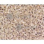 Immunohistochemistry - Anti-Smad5 (phospho S463 + S465) Antibody (AP0629) - Antibodies.com