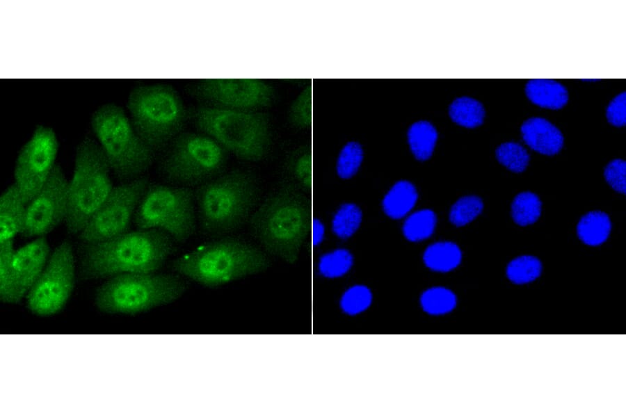 Immunofluorescence - Anti-Smad5 (phospho S463 + S465) Antibody (AP0629) - Antibodies.com
