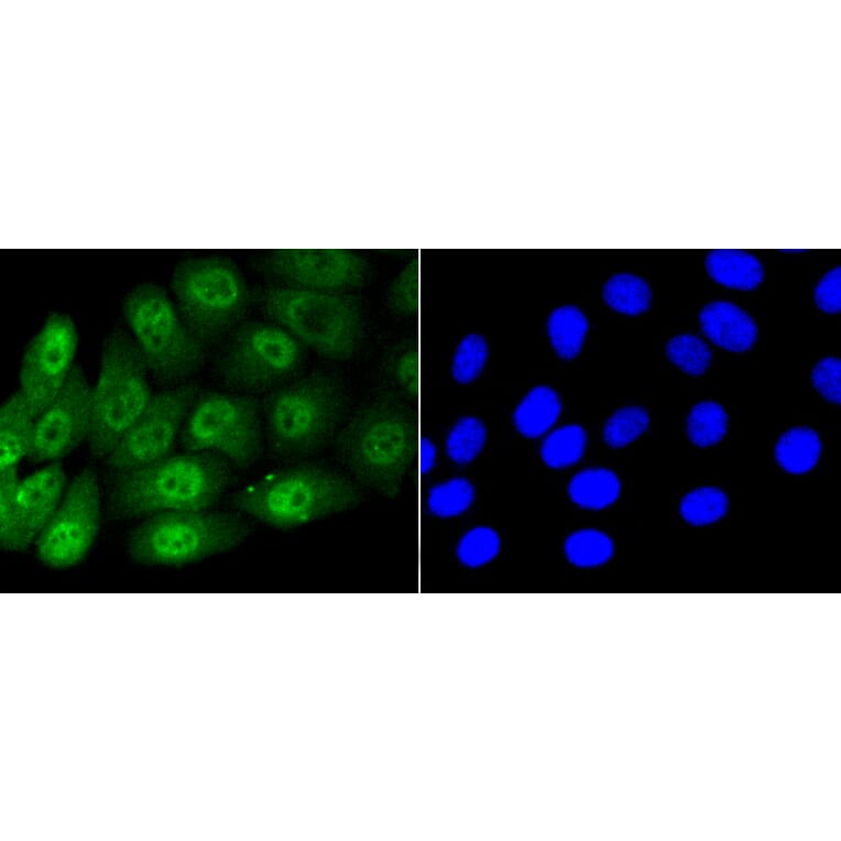 Immunofluorescence - Anti-Smad5 (phospho S463 + S465) Antibody (AP0629) - Antibodies.com