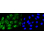 Immunofluorescence - Anti-Smad5 (phospho S463 + S465) Antibody (AP0629) - Antibodies.com