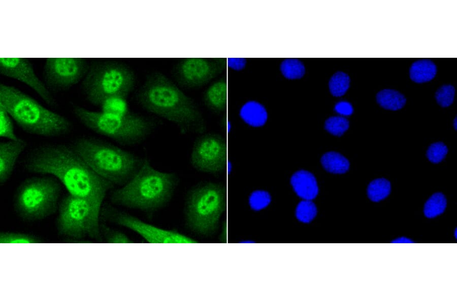 Immunofluorescence - Anti-Smad5 (phospho S463 + S465) Antibody (AP0629) - Antibodies.com