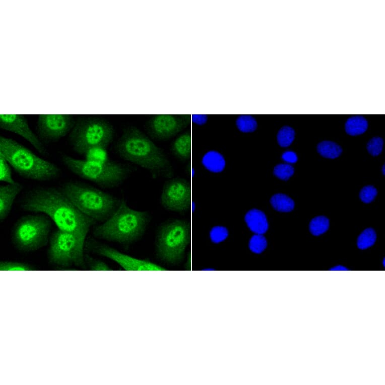 Immunofluorescence - Anti-Smad5 (phospho S463 + S465) Antibody (AP0629) - Antibodies.com