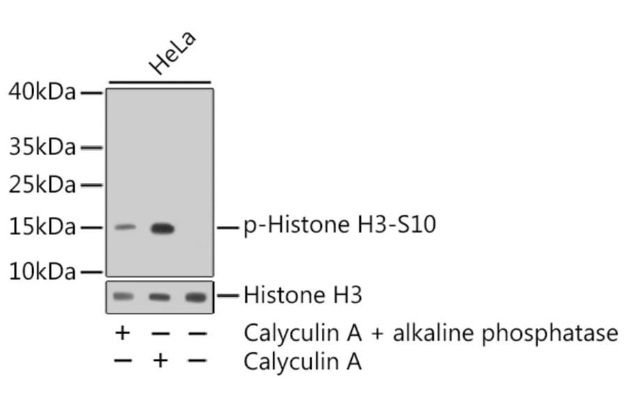 Western Blot - Anti-Histone H3 (phospho S10) Antibody (AP0639) - Antibodies.com