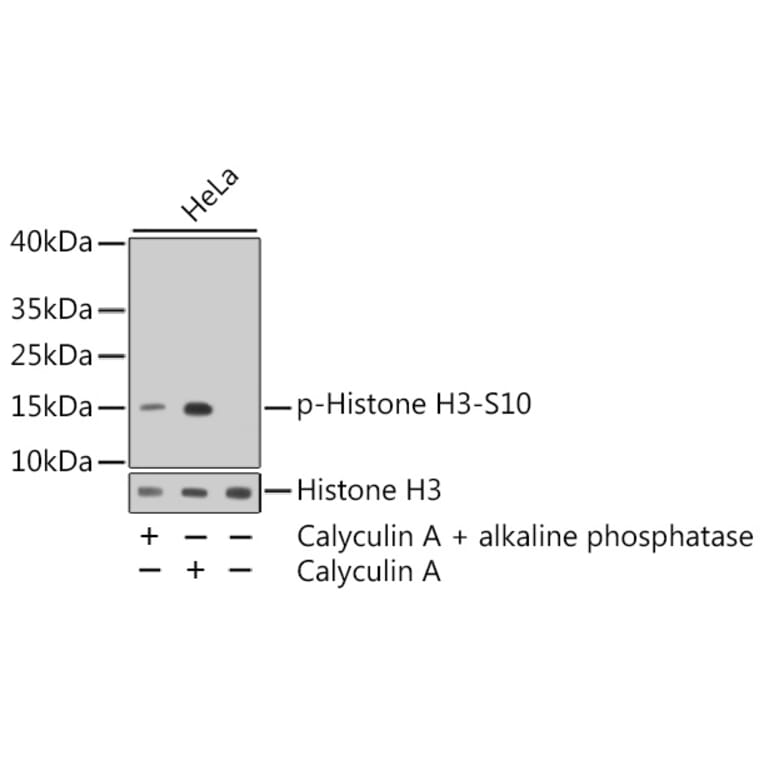 Western Blot - Anti-Histone H3 (phospho S10) Antibody (AP0639) - Antibodies.com