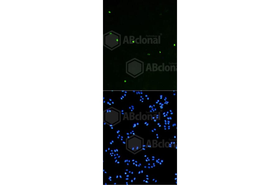 Immunofluorescence - Anti-Histone H3 (phospho S10) Antibody (AP0639) - Antibodies.com