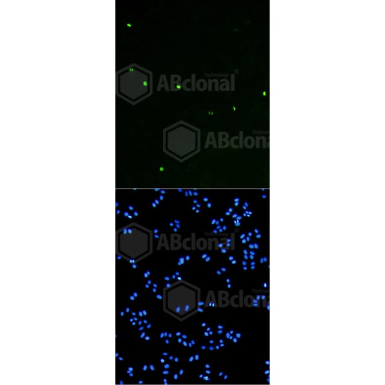 Immunofluorescence - Anti-Histone H3 (phospho S10) Antibody (AP0639) - Antibodies.com