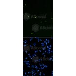 Immunofluorescence - Anti-Histone H3 (phospho S10) Antibody (AP0639) - Antibodies.com