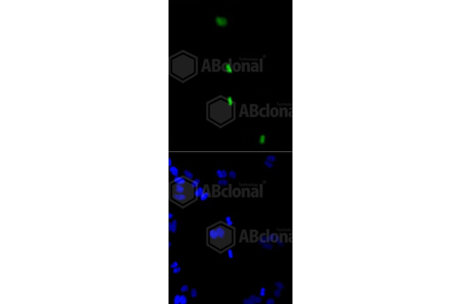 Immunofluorescence - Anti-Histone H3 (phospho S10) Antibody (AP0639) - Antibodies.com