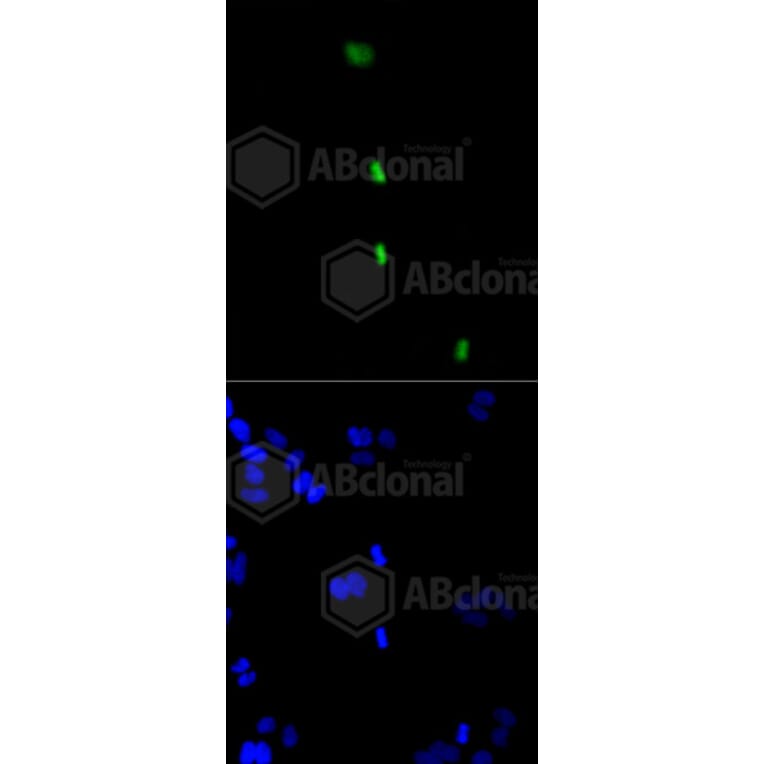 Immunofluorescence - Anti-Histone H3 (phospho S10) Antibody (AP0639) - Antibodies.com