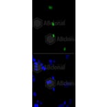 Immunofluorescence - Anti-Histone H3 (phospho S10) Antibody (AP0639) - Antibodies.com