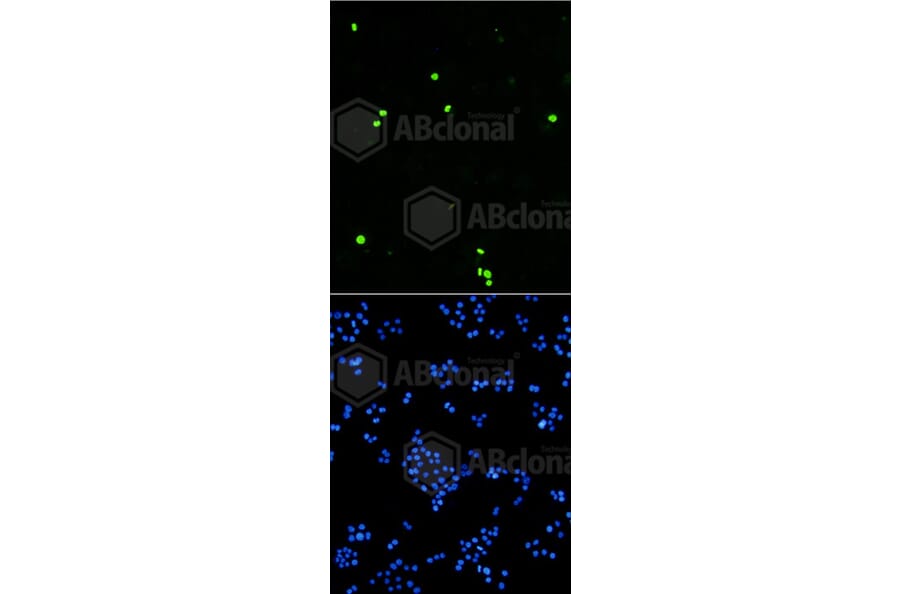 Immunofluorescence - Anti-Histone H3 (phospho S10) Antibody (AP0639) - Antibodies.com