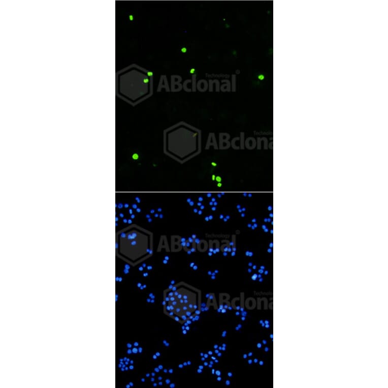 Immunofluorescence - Anti-Histone H3 (phospho S10) Antibody (AP0639) - Antibodies.com