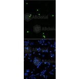 Immunofluorescence - Anti-Histone H3 (phospho S10) Antibody (AP0639) - Antibodies.com
