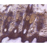 Immunohistochemistry - Anti-EGFR (phospho Y1092) Antibody (AP0636) - Antibodies.com