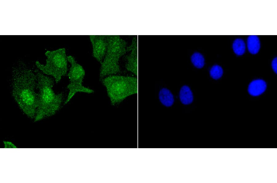 Immunofluorescence - Anti-EGFR (phospho Y1092) Antibody (AP0636) - Antibodies.com