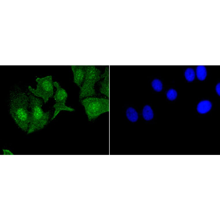 Immunofluorescence - Anti-EGFR (phospho Y1092) Antibody (AP0636) - Antibodies.com