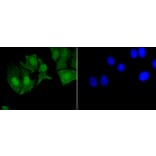 Immunofluorescence - Anti-EGFR (phospho Y1092) Antibody (AP0636) - Antibodies.com