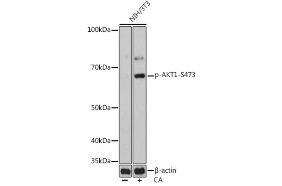 Western Blot - Anti-AKT1 (phospho Ser473) Antibody [ARC0169] (A80471) - Antibodies.com