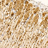 Immunohistochemistry - Anti-AKT1 (phospho Ser473) Antibody [ARC0169] (A80471) - Antibodies.com