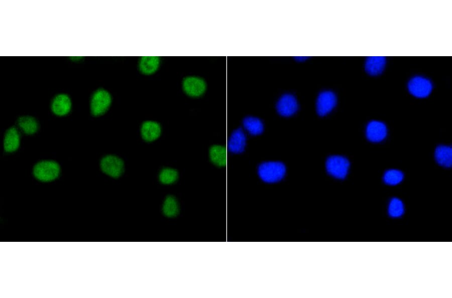 Immunofluorescence - Anti-RB1 (phospho S807) Antibody (AP0642) - Antibodies.com