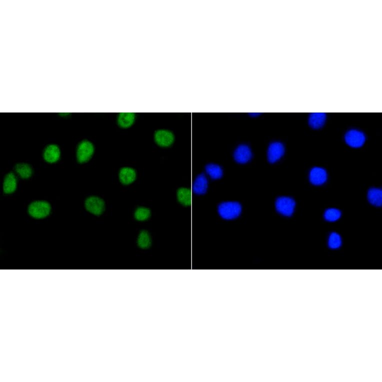 Immunofluorescence - Anti-RB1 (phospho S807) Antibody (AP0642) - Antibodies.com