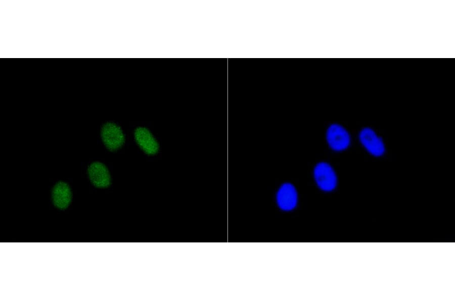 Immunofluorescence - Anti-RB1 (phospho S807) Antibody (AP0642) - Antibodies.com