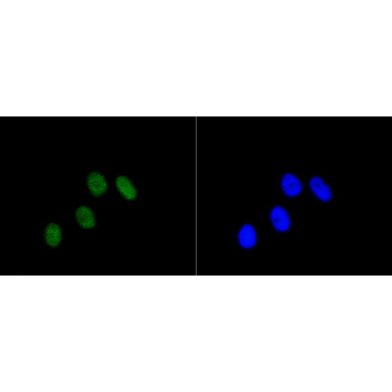 Immunofluorescence - Anti-RB1 (phospho S807) Antibody (AP0642) - Antibodies.com