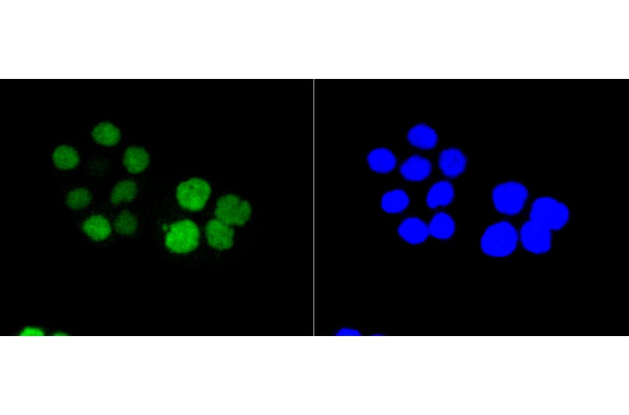 Immunofluorescence - Anti-RB1 (phospho S807) Antibody (AP0642) - Antibodies.com