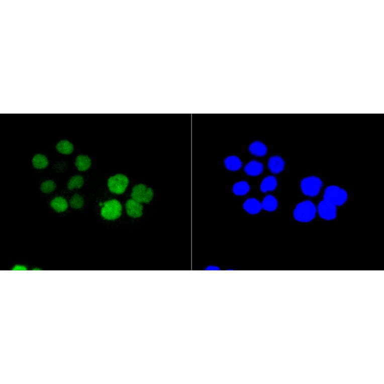 Immunofluorescence - Anti-RB1 (phospho S807) Antibody (AP0642) - Antibodies.com