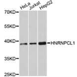Western Blot - Anti-HNRNPCL1 Antibody (A11805) - Antibodies.com